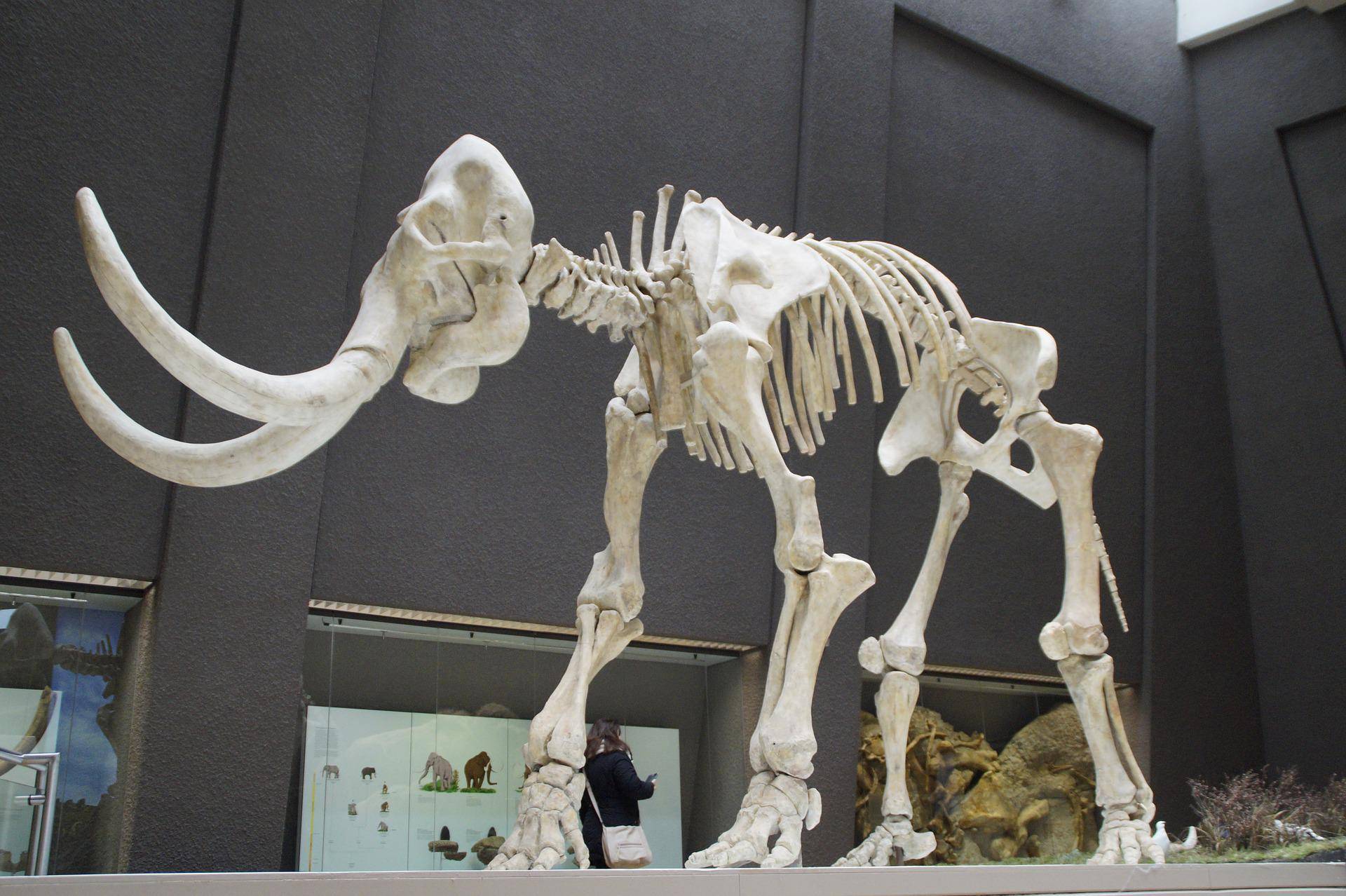 Natural History Museum Stuttgart