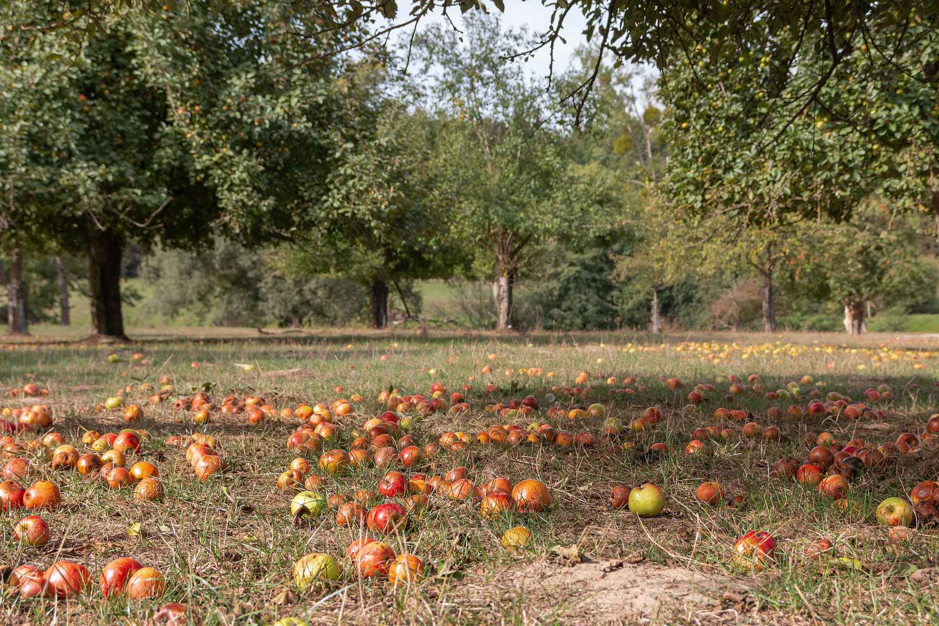 Schutzgemeinschaft Rohrer Weg e.V. - Save the fields and orchards!