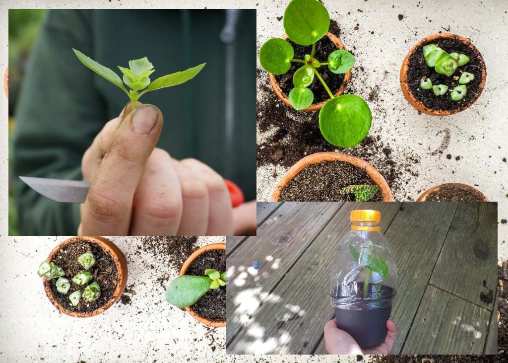 Pflanzen mit Stecklingen selbst vermehren